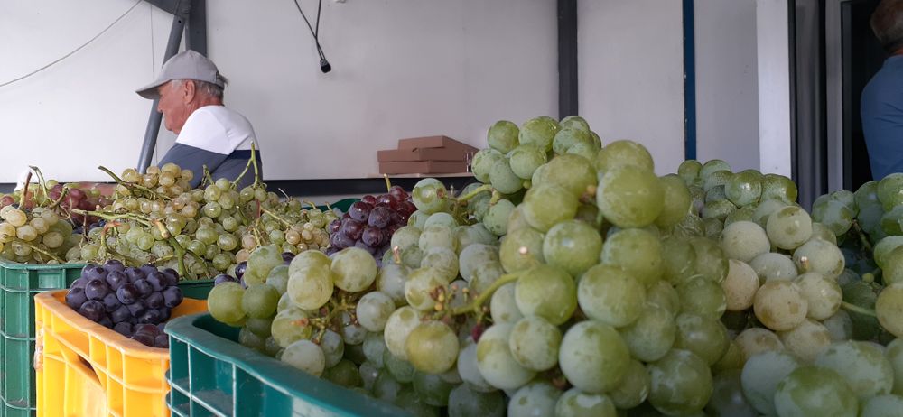 Venda de uvas nas praças começa no dia 15